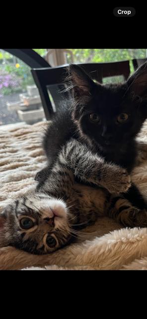 Enlarge James Potter (RR), a Adoptable mixed breed in Woodland Hills, CA image 5/5