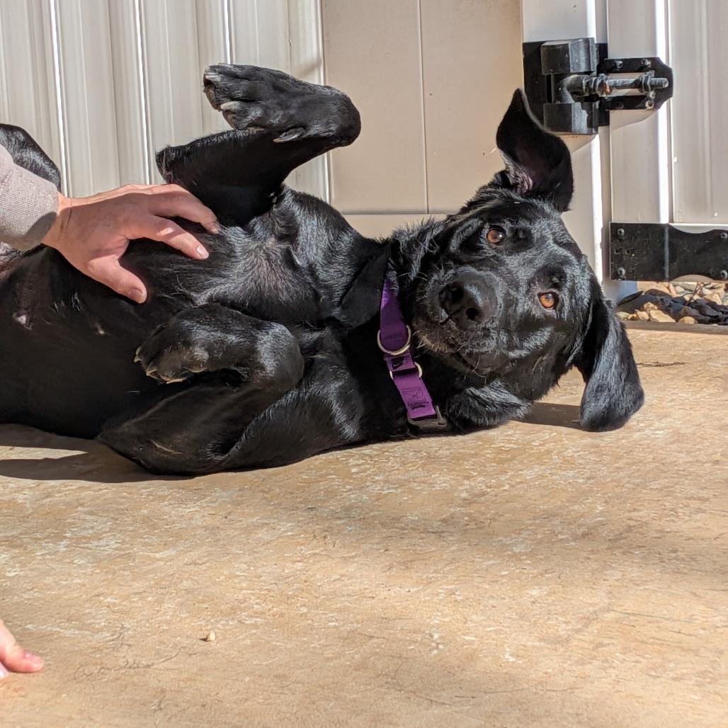 Merry(BAS), Adoptable, Adult Female Black Labrador Retriever & German Shepherd Dog.