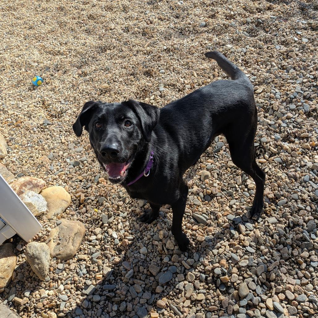 Merry(BAS), a Adoptable mixed breed in Lenoir, NC image 4/6