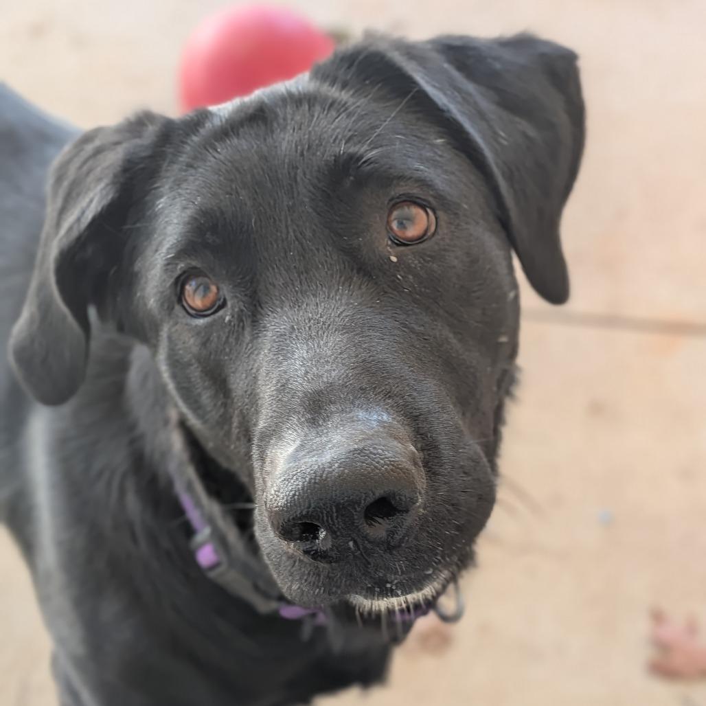 Merry(BAS), a Adoptable mixed breed in Lenoir, NC image 5/6