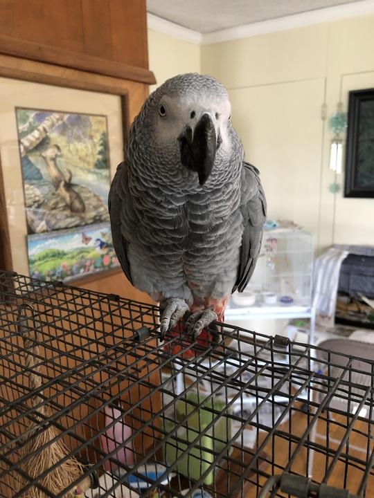 Scarlet, a Adoptable African Grey in San Diego, CA image 4/4