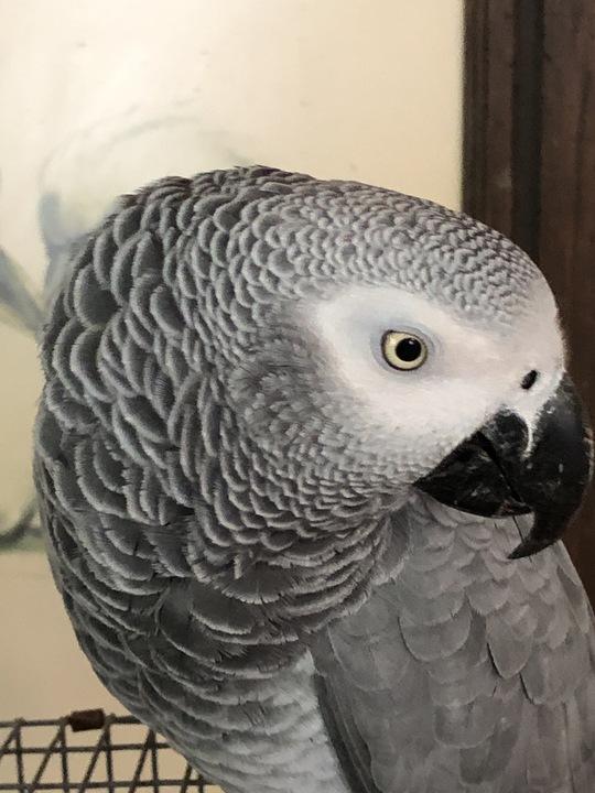 Scarlet, a Adoptable African Grey in San Diego, CA image 1/4