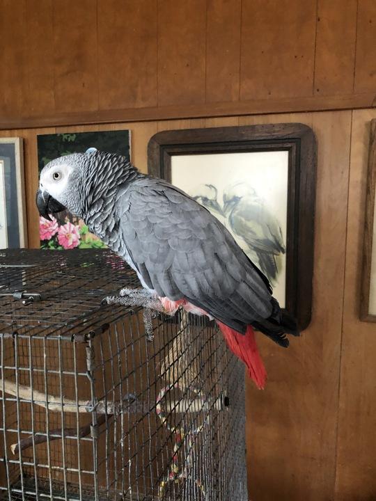 Scarlet, a Adoptable African Grey in San Diego, CA image 3/4