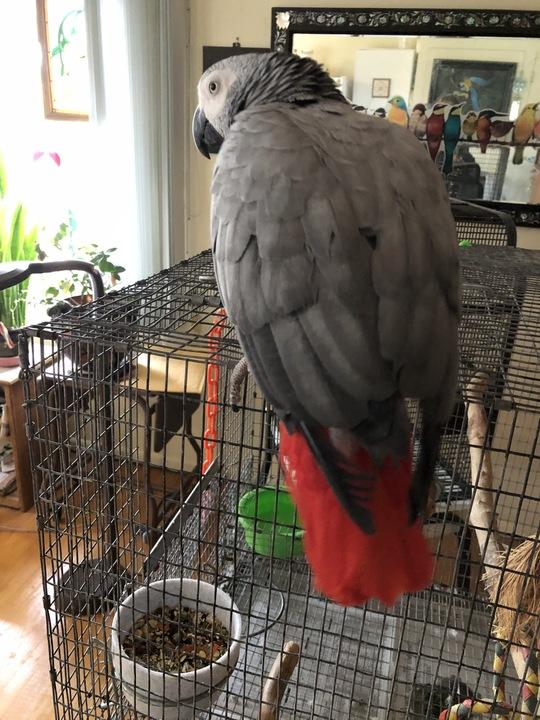Scarlet, a Adoptable African Grey in San Diego, CA image 2/4