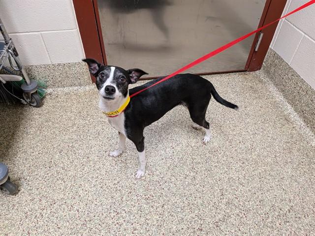 KATARA, Adoptable, Adult Female Terrier & Mixed Breed.