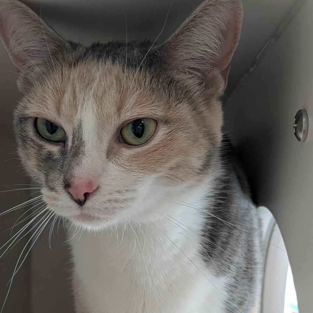 Enlarge Mable, a Adoptable Domestic Short Hair in South Burlington, VT image 3/6