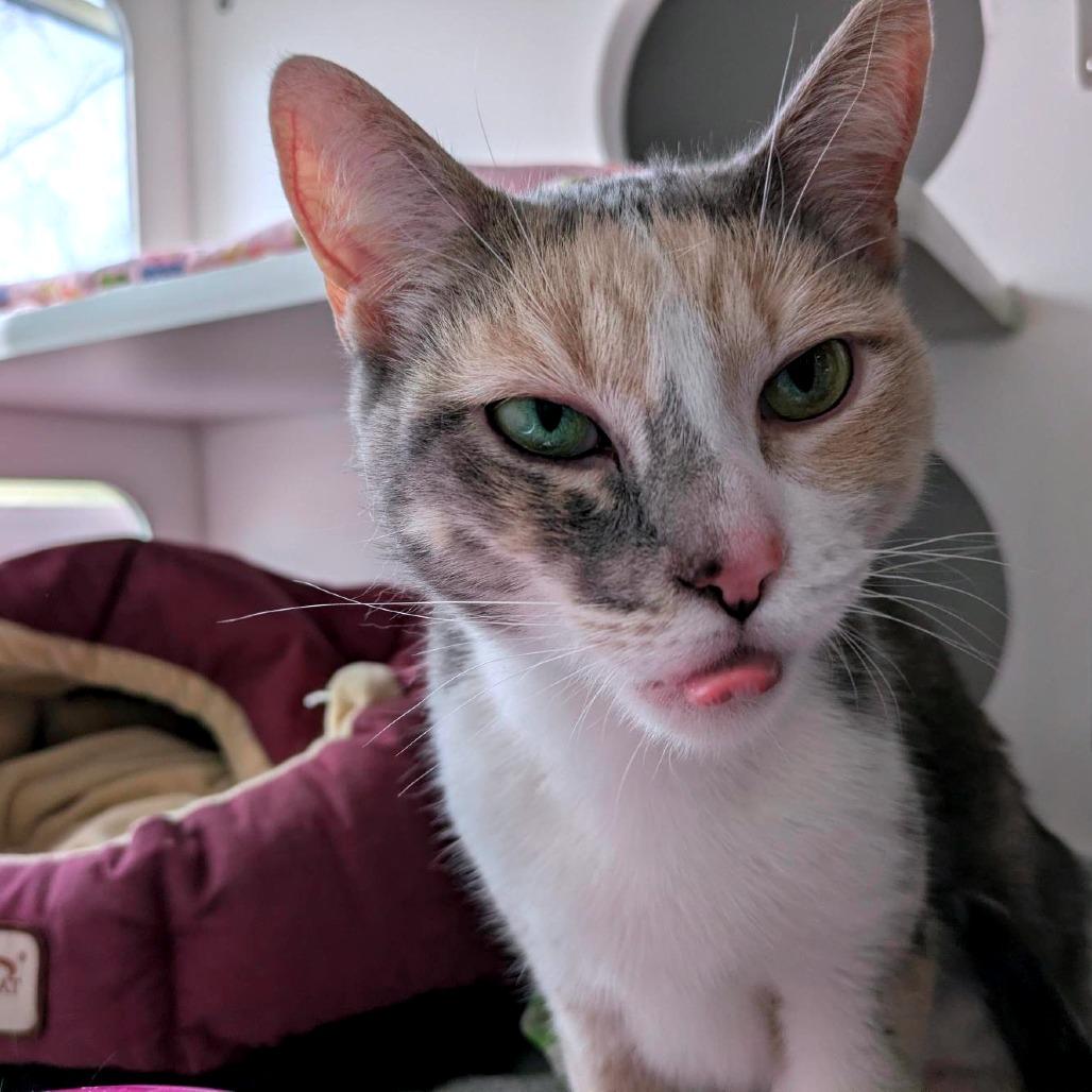 Enlarge Mable, a Adoptable Domestic Short Hair in South Burlington, VT image 4/6