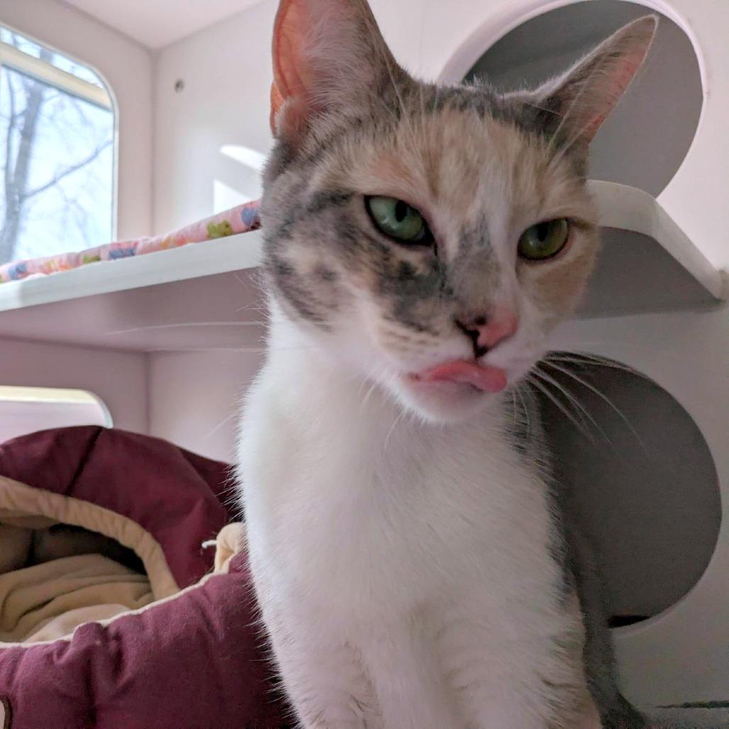 Mable - Adoption Pending, a Adoptable Domestic Short Hair in South Burlington, VT image 5/6