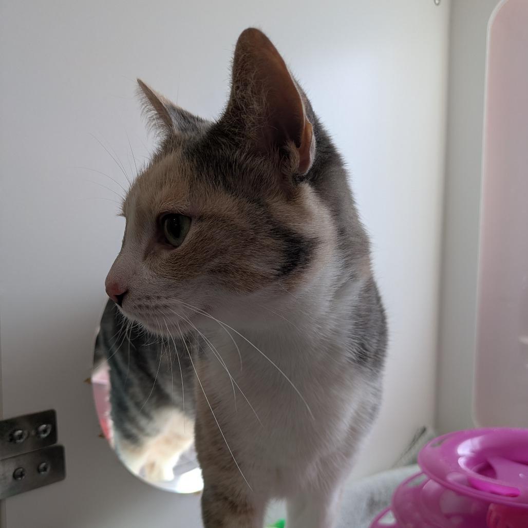 Enlarge Mable, a Adoptable Domestic Short Hair in South Burlington, VT image 6/6