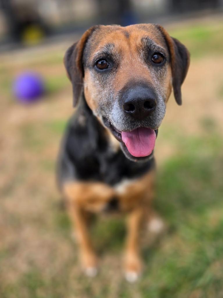 Monica, Adoptable, Adult Female Hound & Mixed Breed.