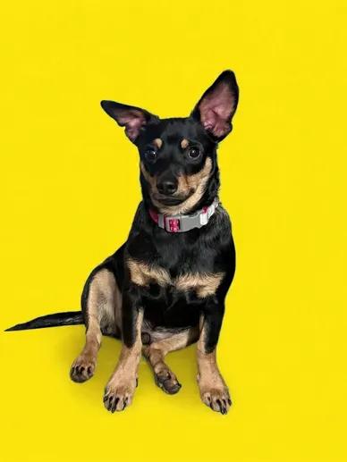 Enlarge Xander, a ADOPTABLE mixed breed in Georgetown , CA image 1/1