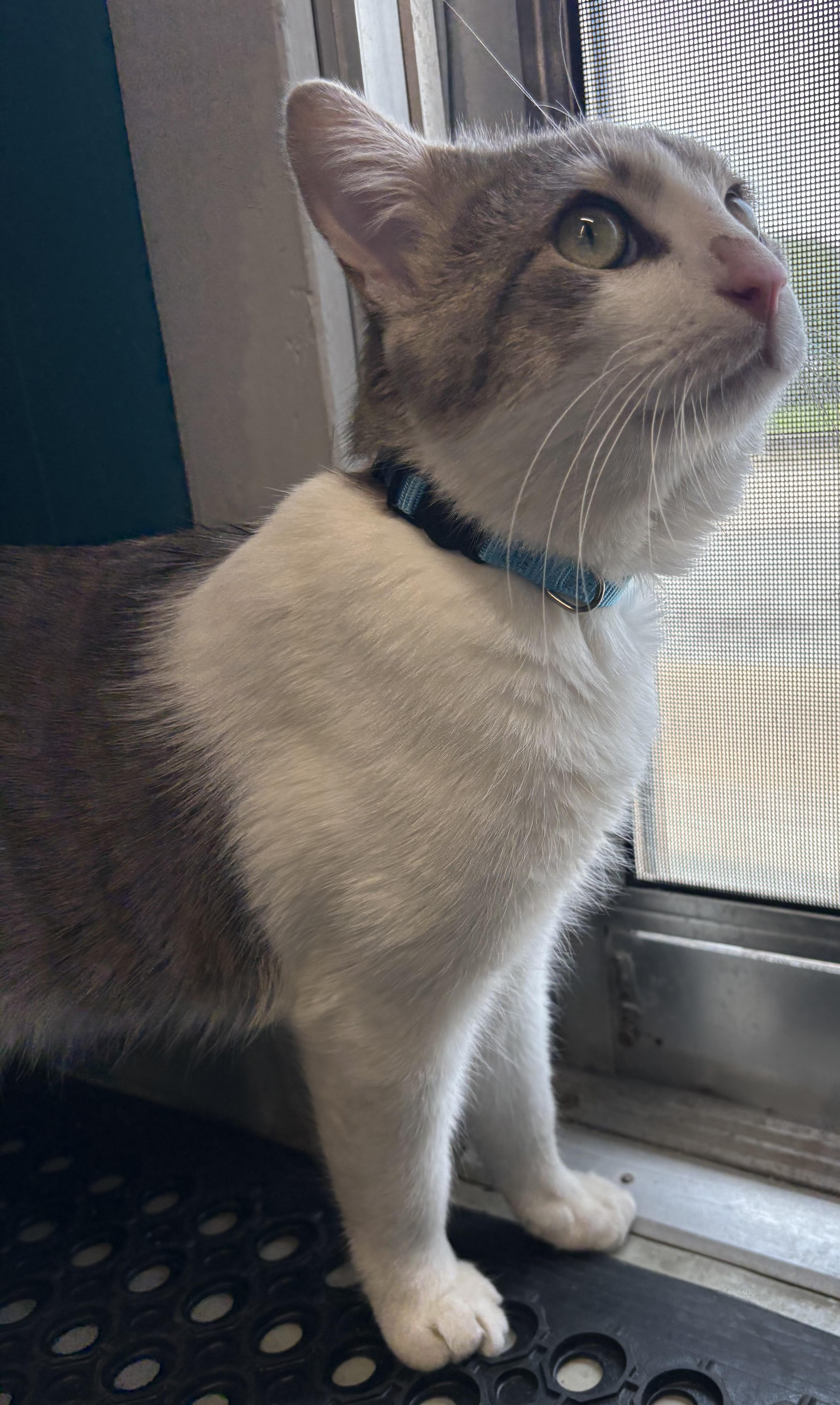 Bug , a ADOPTABLE Domestic Short Hair in Plano, TX image 4/4