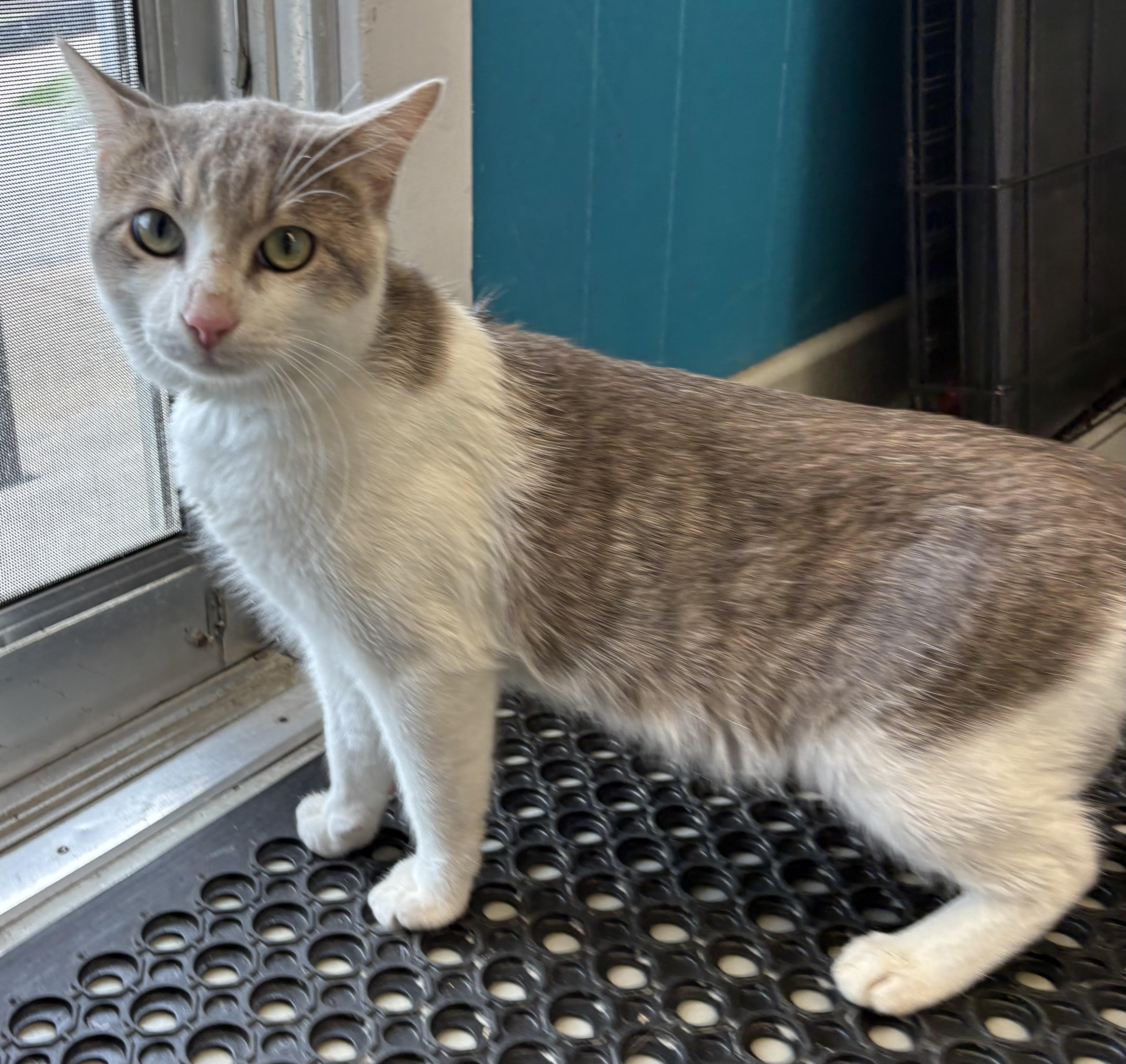 Bug , a ADOPTABLE Domestic Short Hair in Plano, TX image 2/4