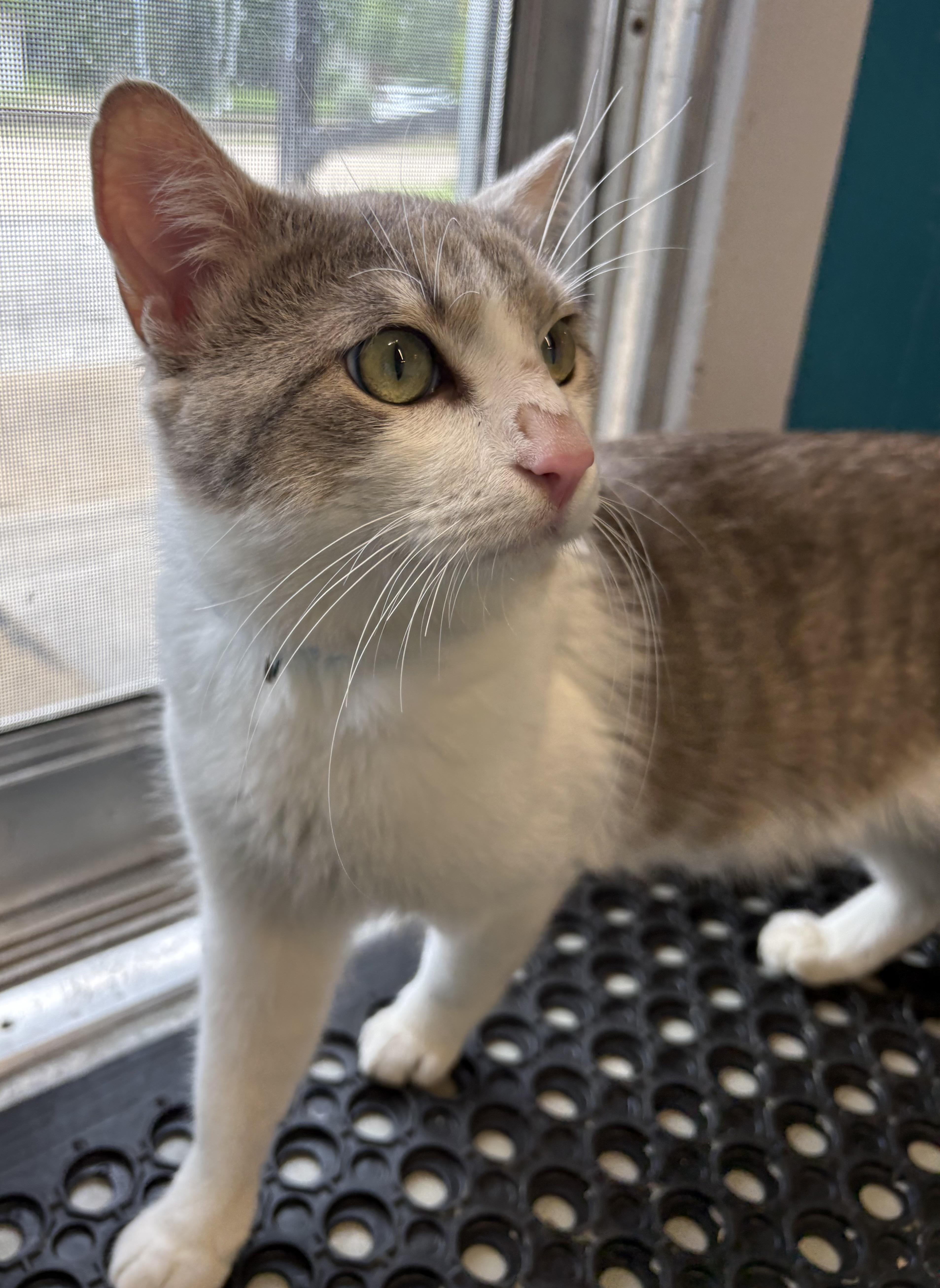 Bug , a ADOPTABLE Domestic Short Hair in Plano, TX image 3/4