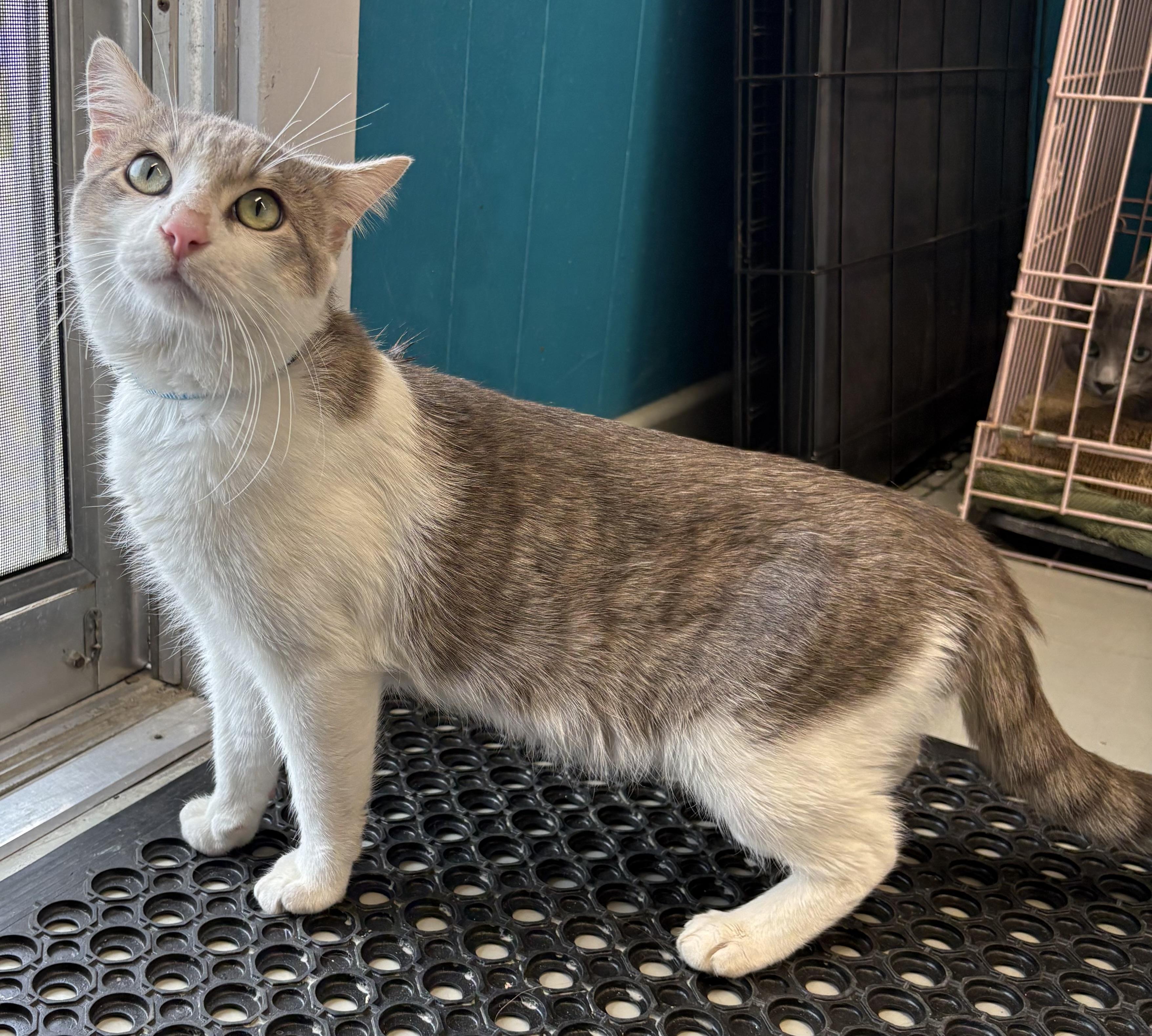 Bug , ADOPTABLE, Adult Male Domestic Short Hair.