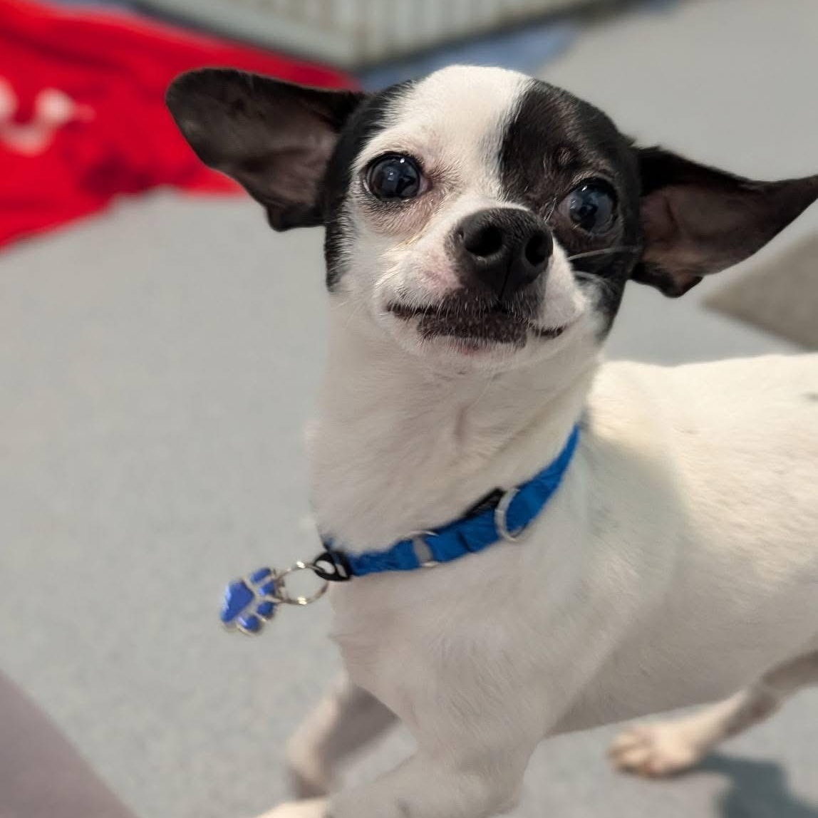 Enlarge Apple, an adopted mixed breed in Grafton, OH image 3/5