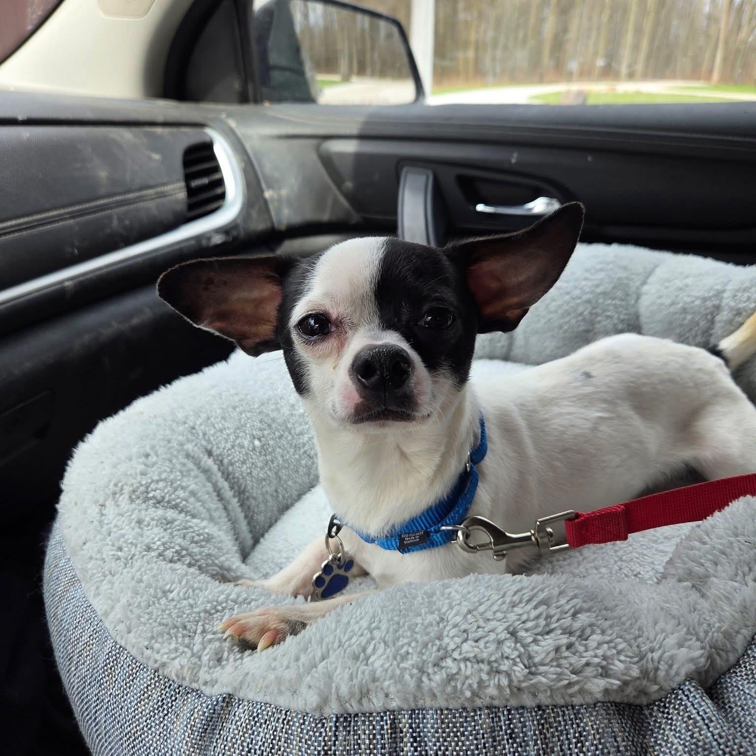 Enlarge Apple, an adopted mixed breed in Grafton, OH image 1/5