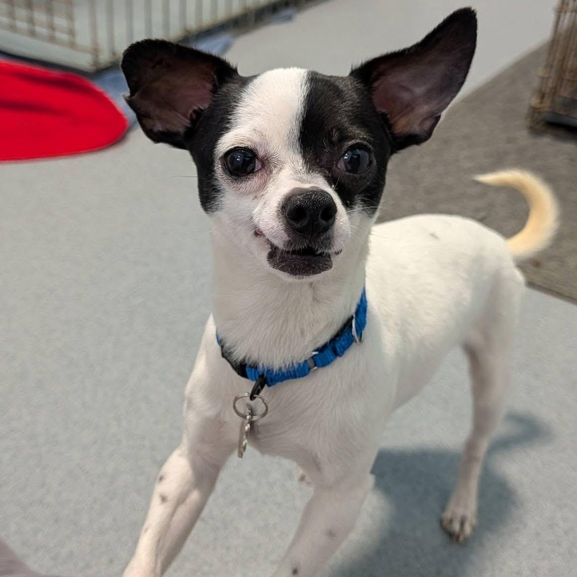 Enlarge Apple, an adopted mixed breed in Grafton, OH image 5/5