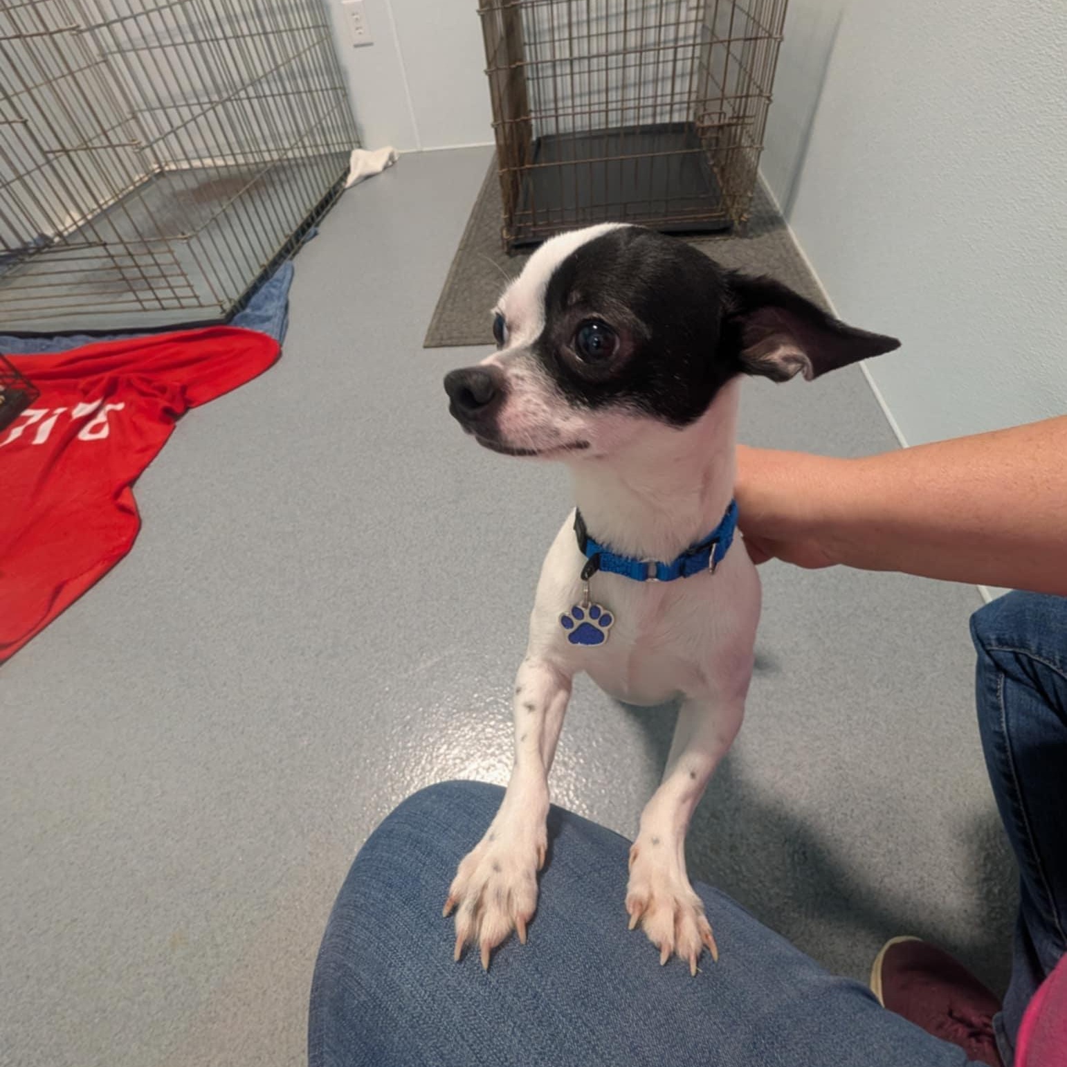 Enlarge Apple, an adopted mixed breed in Grafton, OH image 2/5