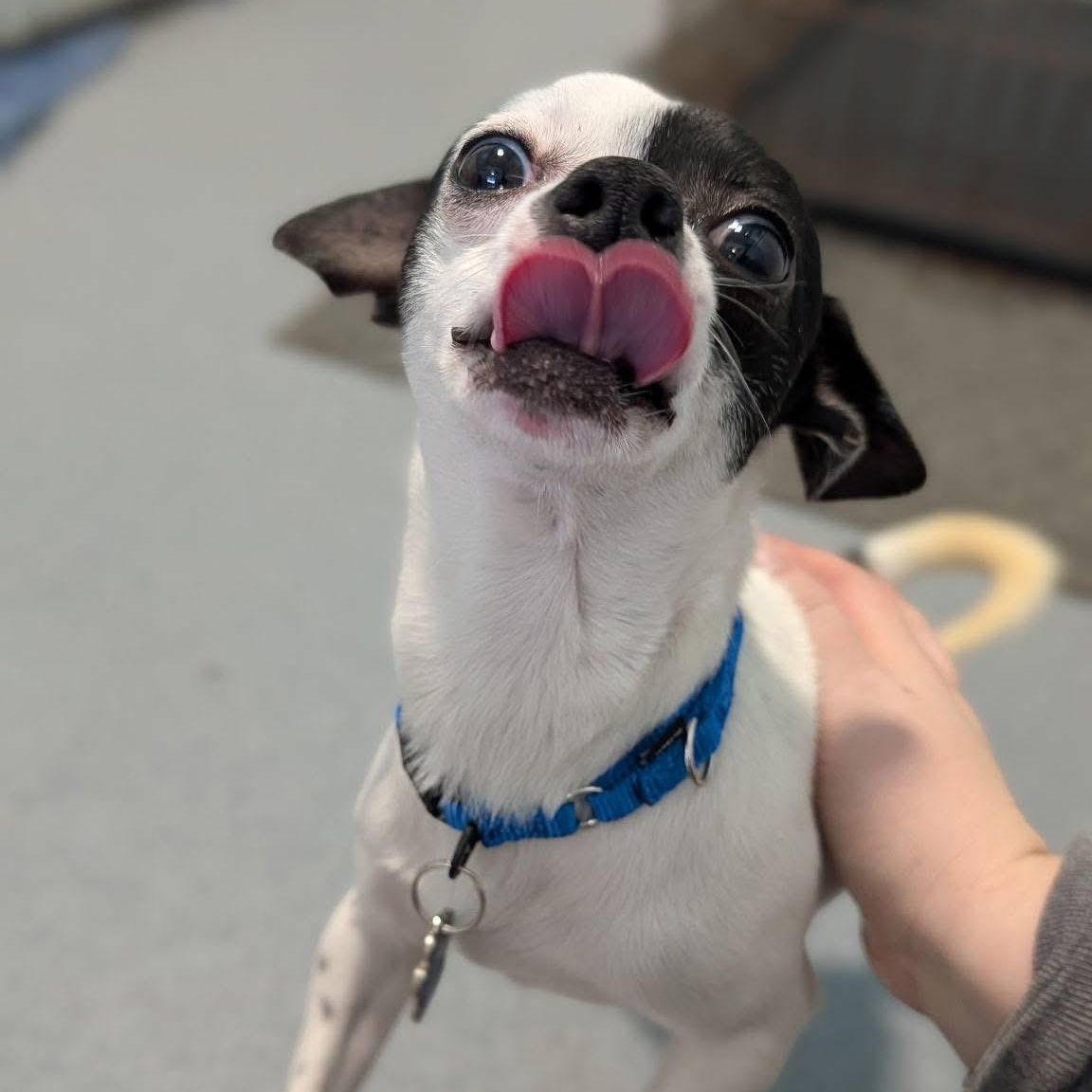 Enlarge Apple, an adopted mixed breed in Grafton, OH image 4/5