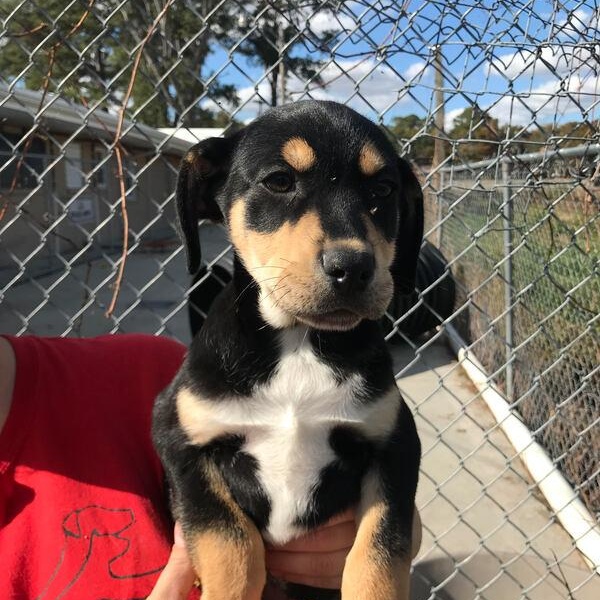 Enlarge Lock, a ADOPTABLE mixed breed in Lumberton, NC image 2/2