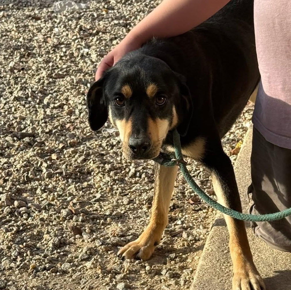 Lock, ADOPTABLE, Adult Male Labrador Retriever & Rottweiler.