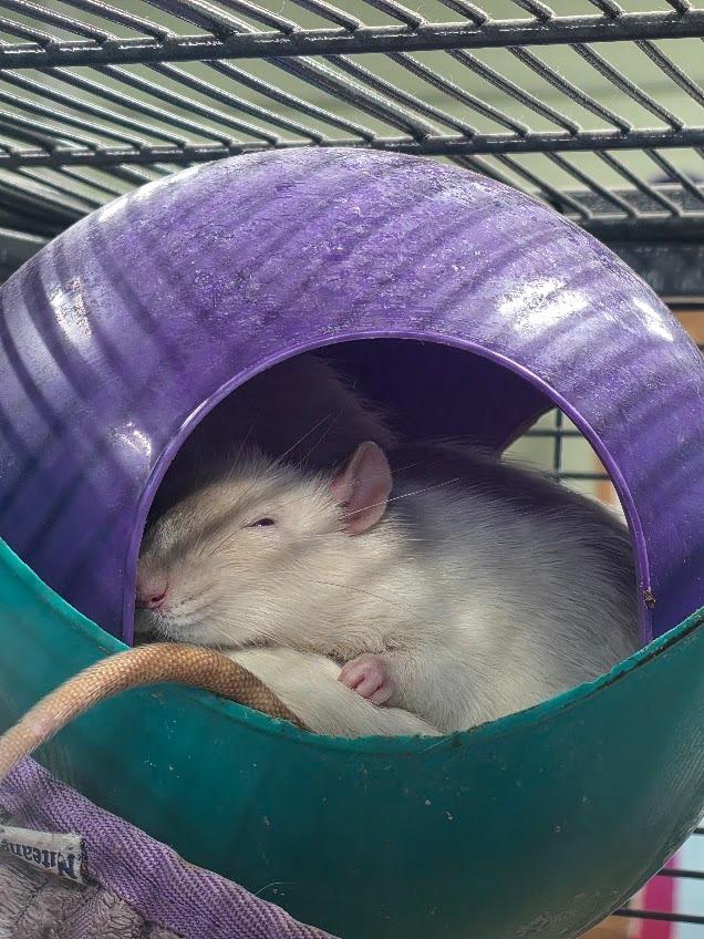 Enlarge Mr. Garrison, a Adoptable Rat in CRYSTAL LAKE, IL image 4/4