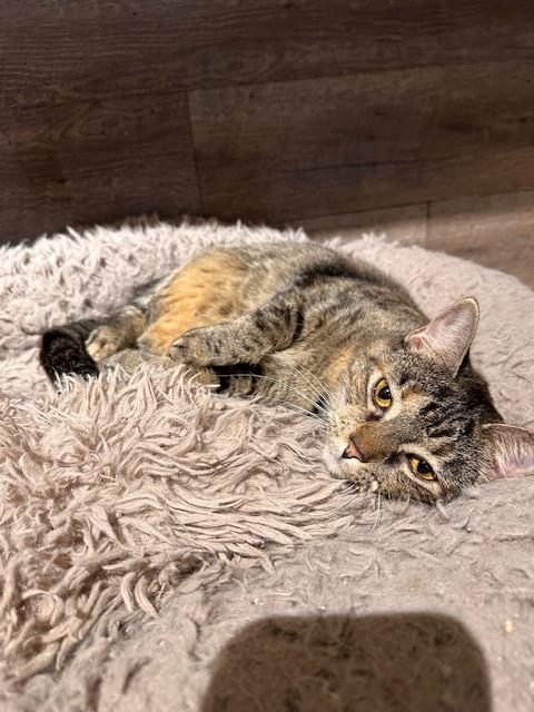 Dolly, Adoptable, Young Female Tabby.