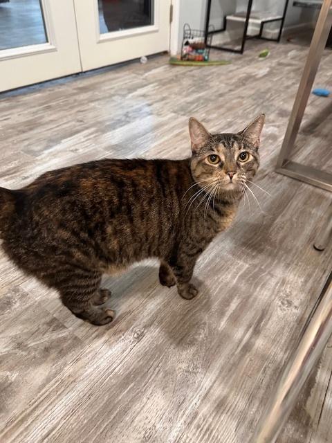 Enlarge Dolly, a Adoptable Tabby in Greensburg, PA image 2/2