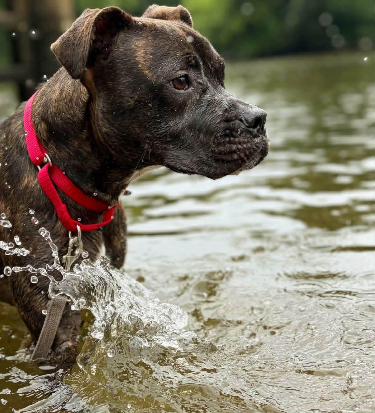 Bruno, ADOPTABLE, Adult Male Boxer & American Staffordshire Terrier.