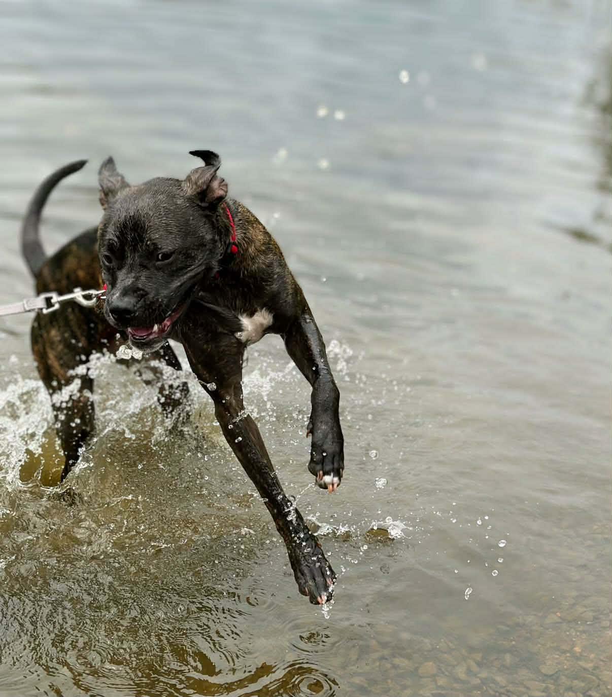 Bruno, a ADOPTABLE mixed breed in Colonial Heights, VA image 4/5