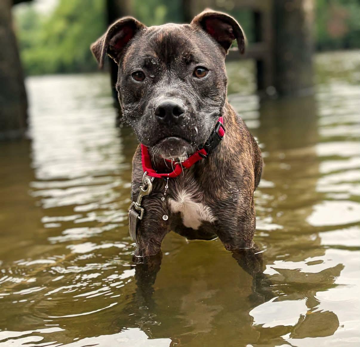 Bruno, a ADOPTABLE mixed breed in Colonial Heights, VA image 3/5
