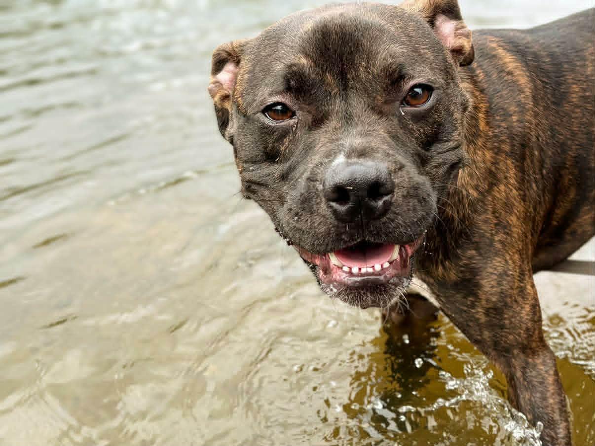 Bruno, a ADOPTABLE mixed breed in Colonial Heights, VA image 2/5