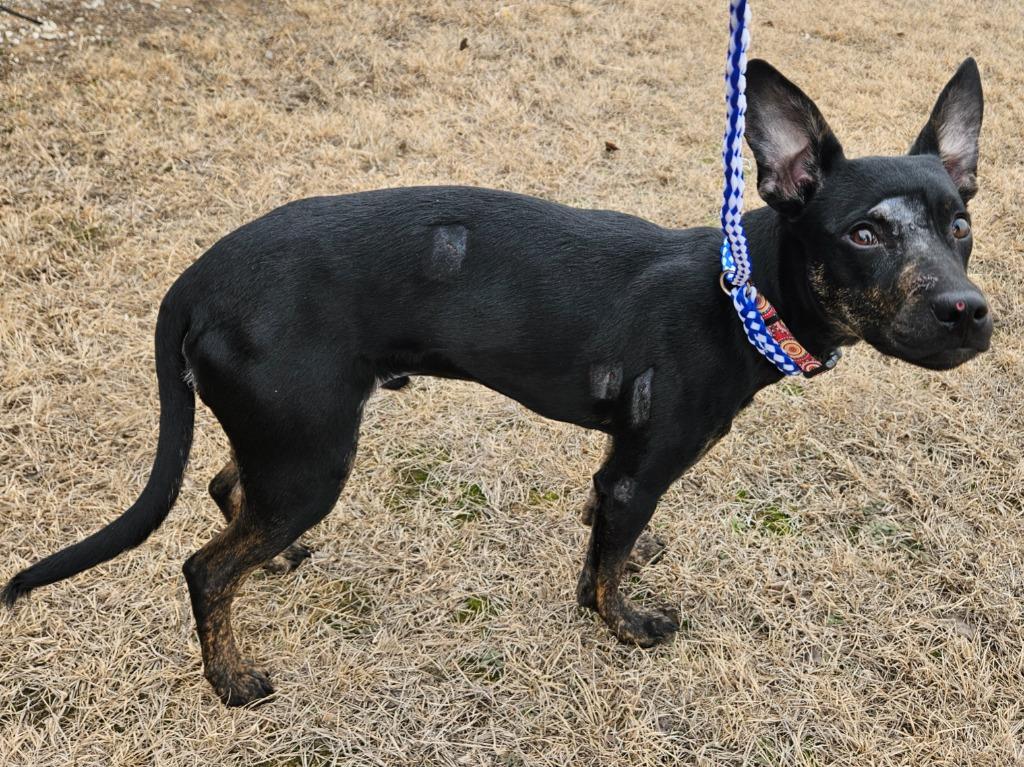 Enlarge Reno, a Adopted mixed breed in Pratt, KS image 1/1