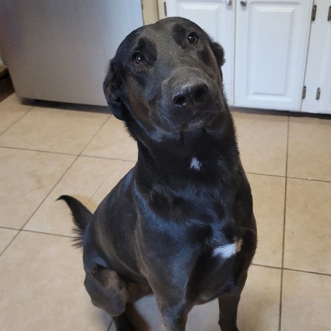 Fendi , Adoptable, Adult Female Black Labrador Retriever.