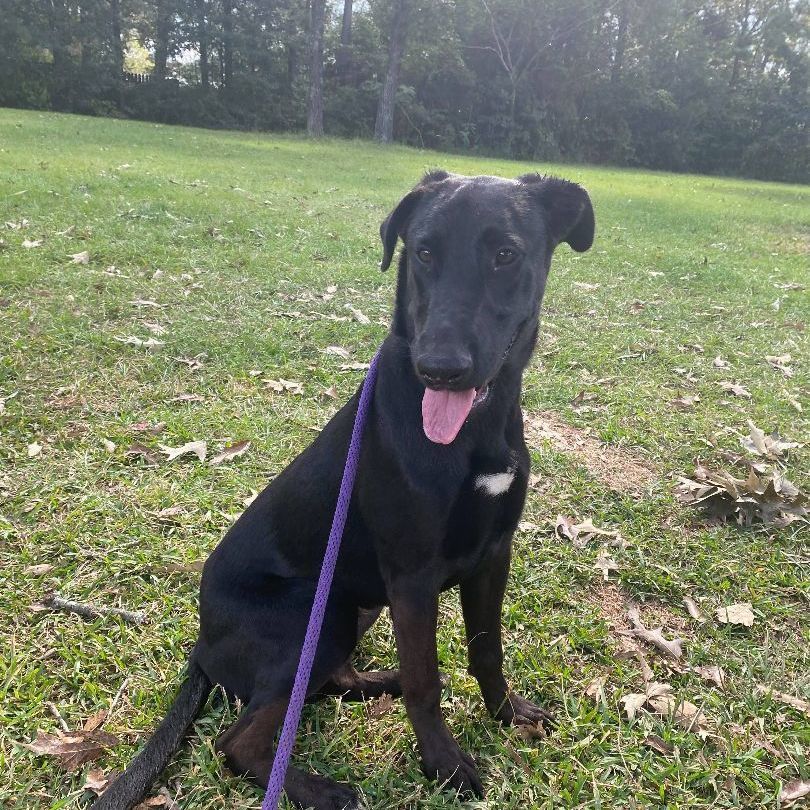 Enlarge Fendi , a Adoptable mixed breed in East Hartford, CT image 2/8