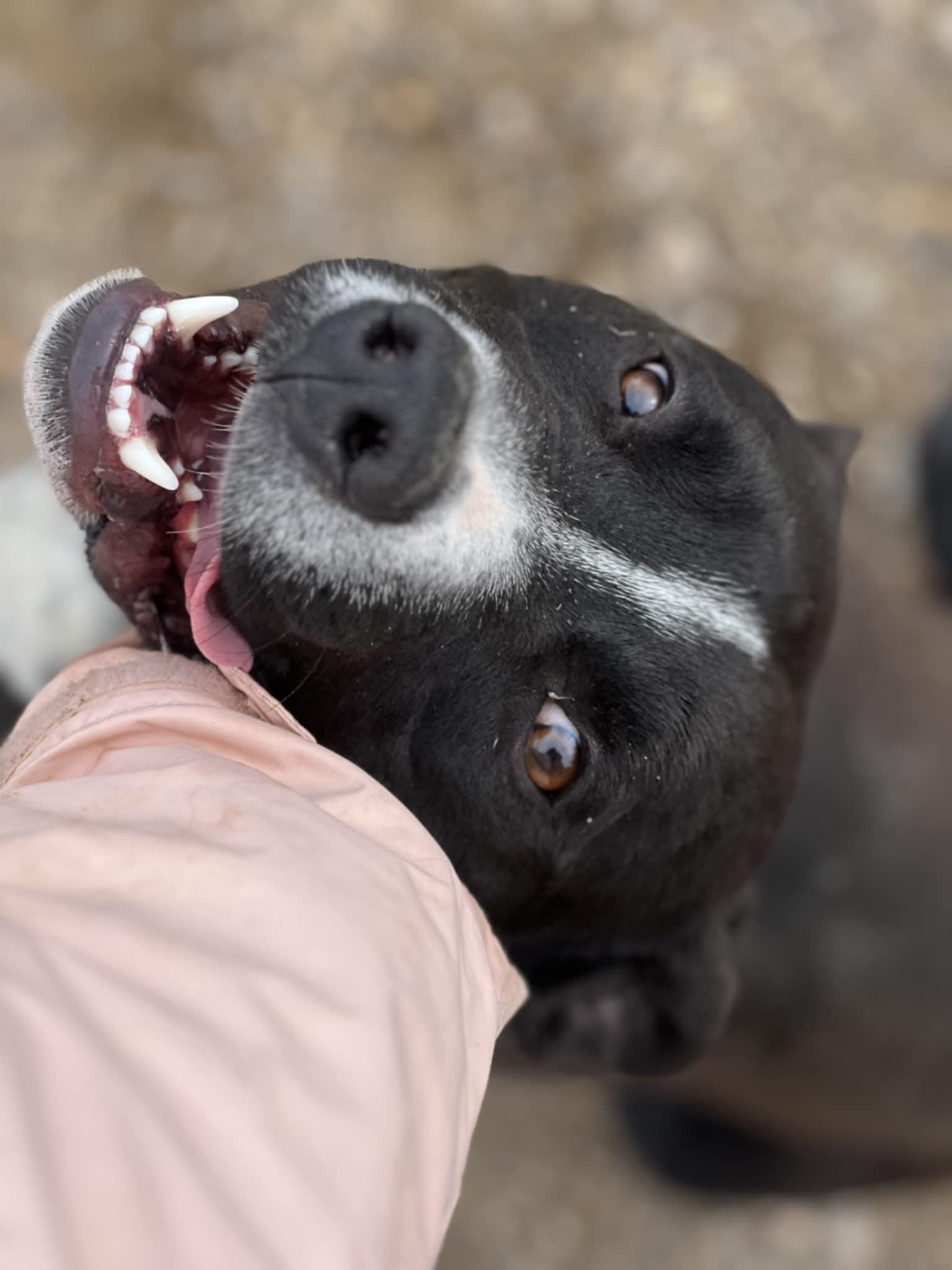 Frollo, Adoptable, Adult Male Pit Bull Terrier.