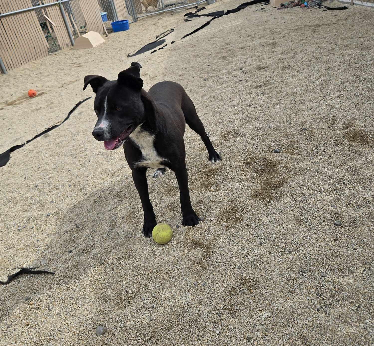 Frollo, Adoptable, Adult Male Pit Bull Terrier.