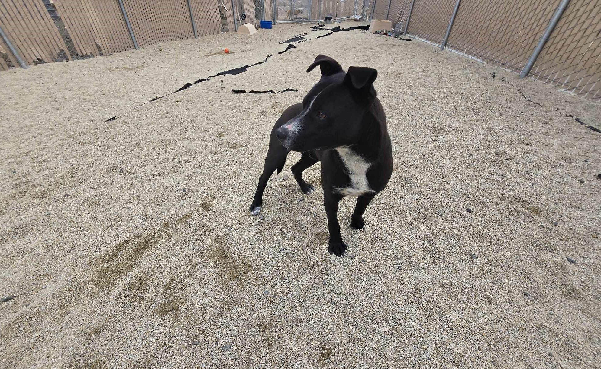 Enlarge Frollo, a Adoptable mixed breed in Silver Springs, NV image 4/6