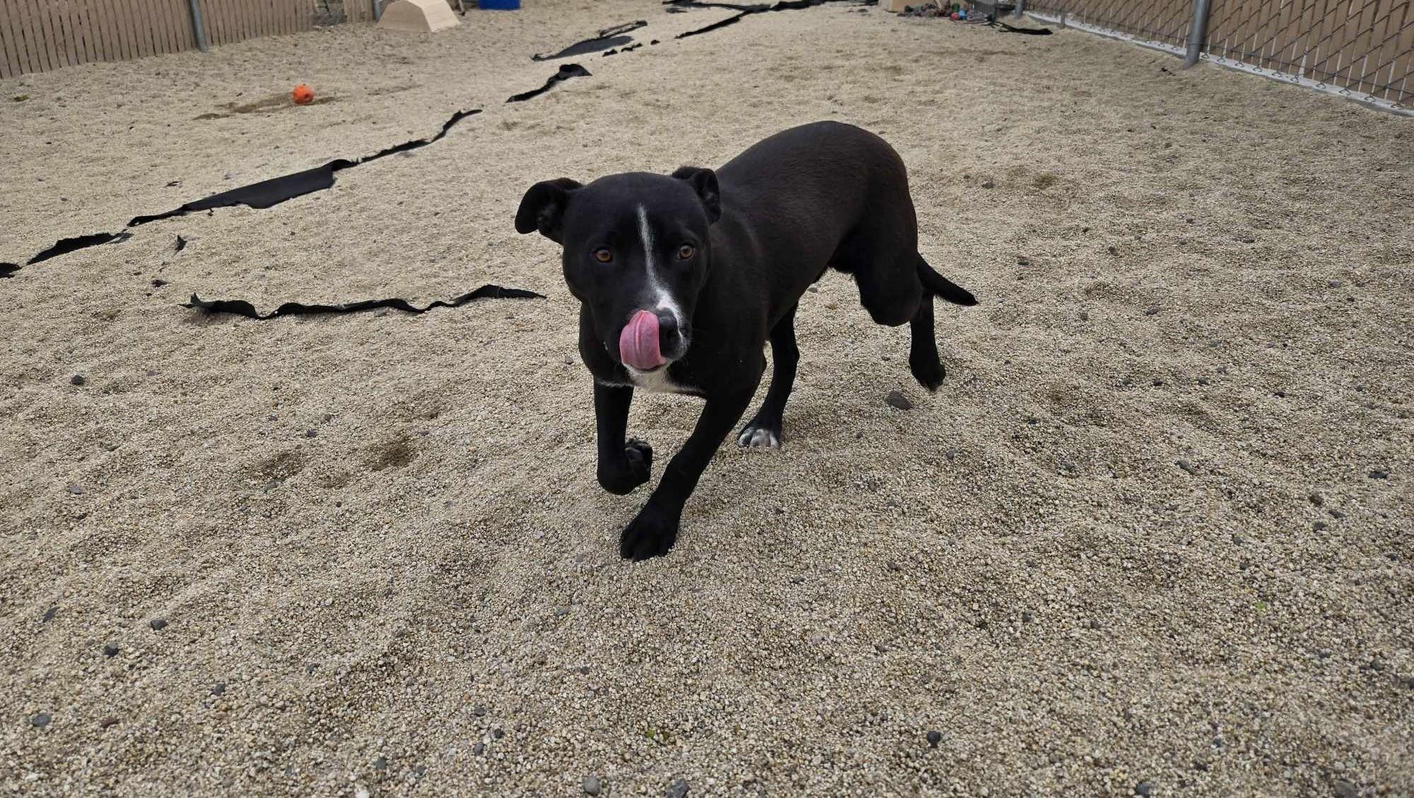 Enlarge Frollo, a Adoptable mixed breed in Silver Springs, NV image 3/6