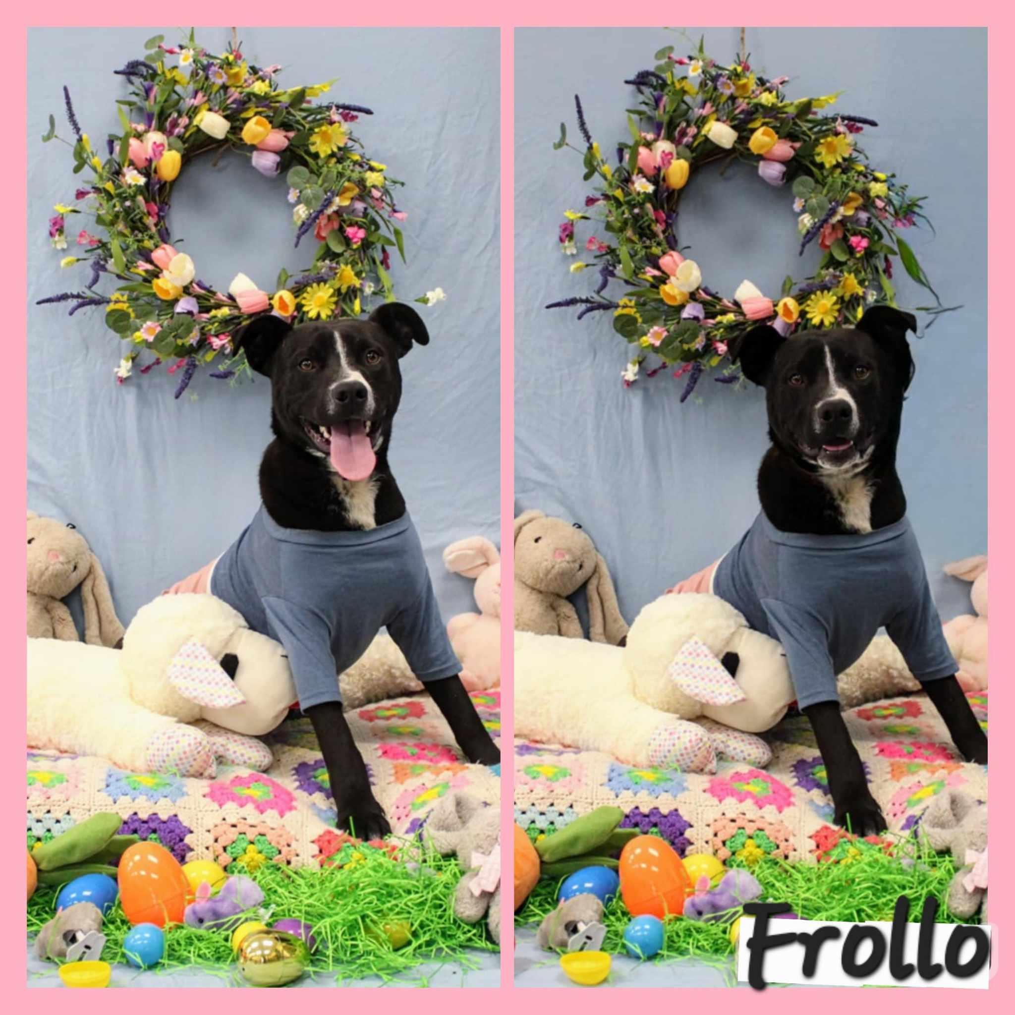Enlarge Frollo, a Adoptable mixed breed in Silver Springs, NV image 2/6