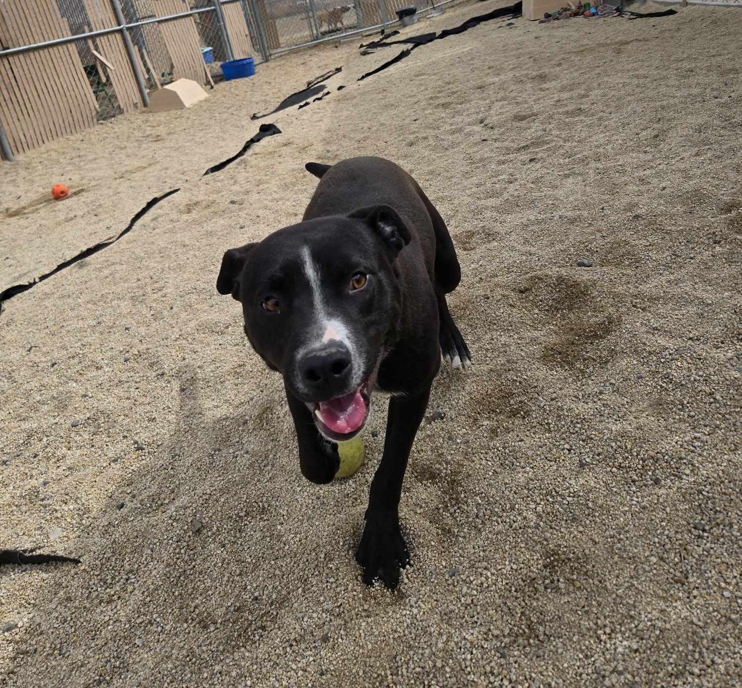 Frollo, an adoptable Pit Bull Terrier in Silver Springs, NV, 89429 | Photo Image 6