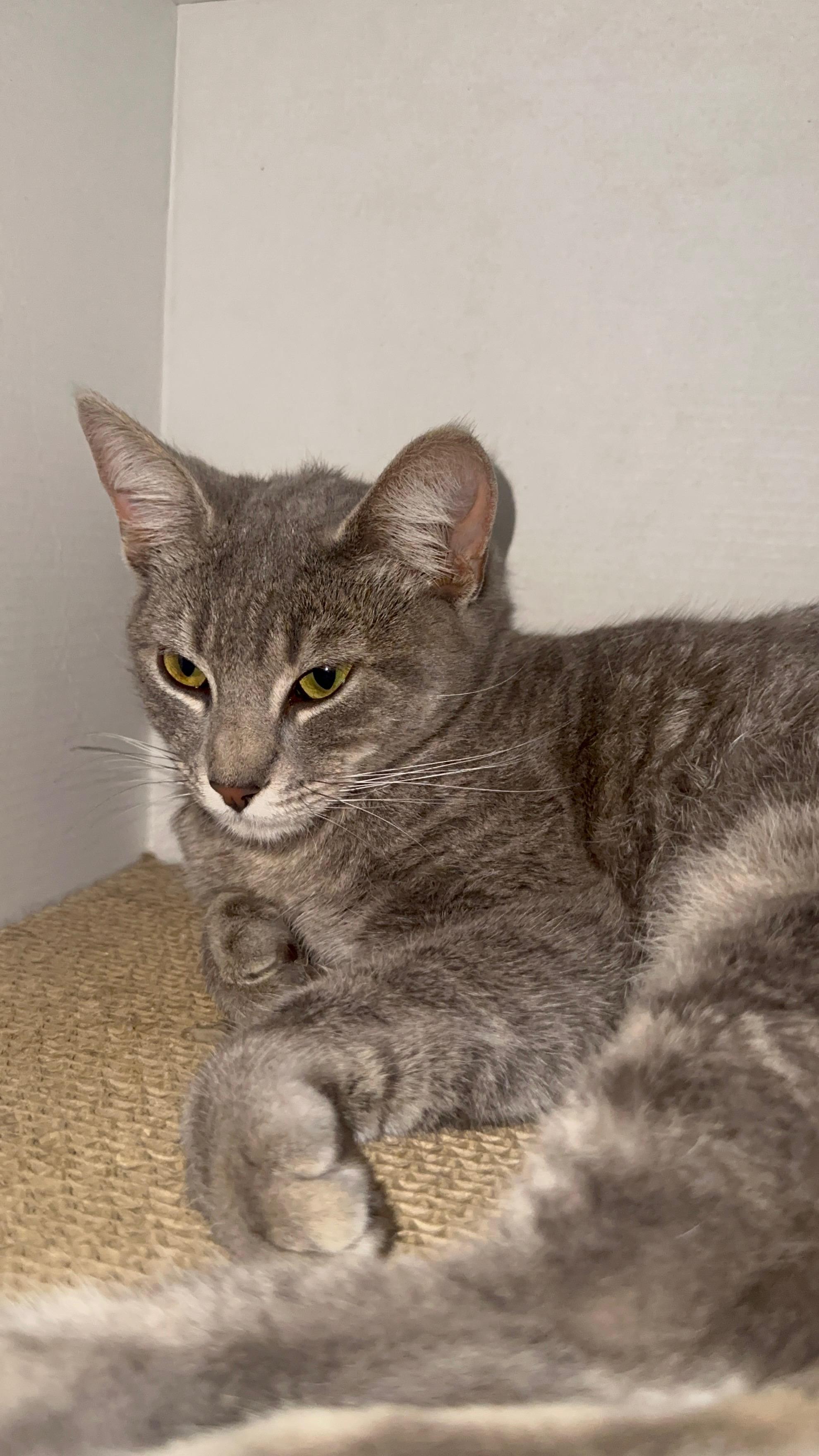 Enlarge Stormi, a Adopted Domestic Short Hair in Long Beach, CA image 1/1