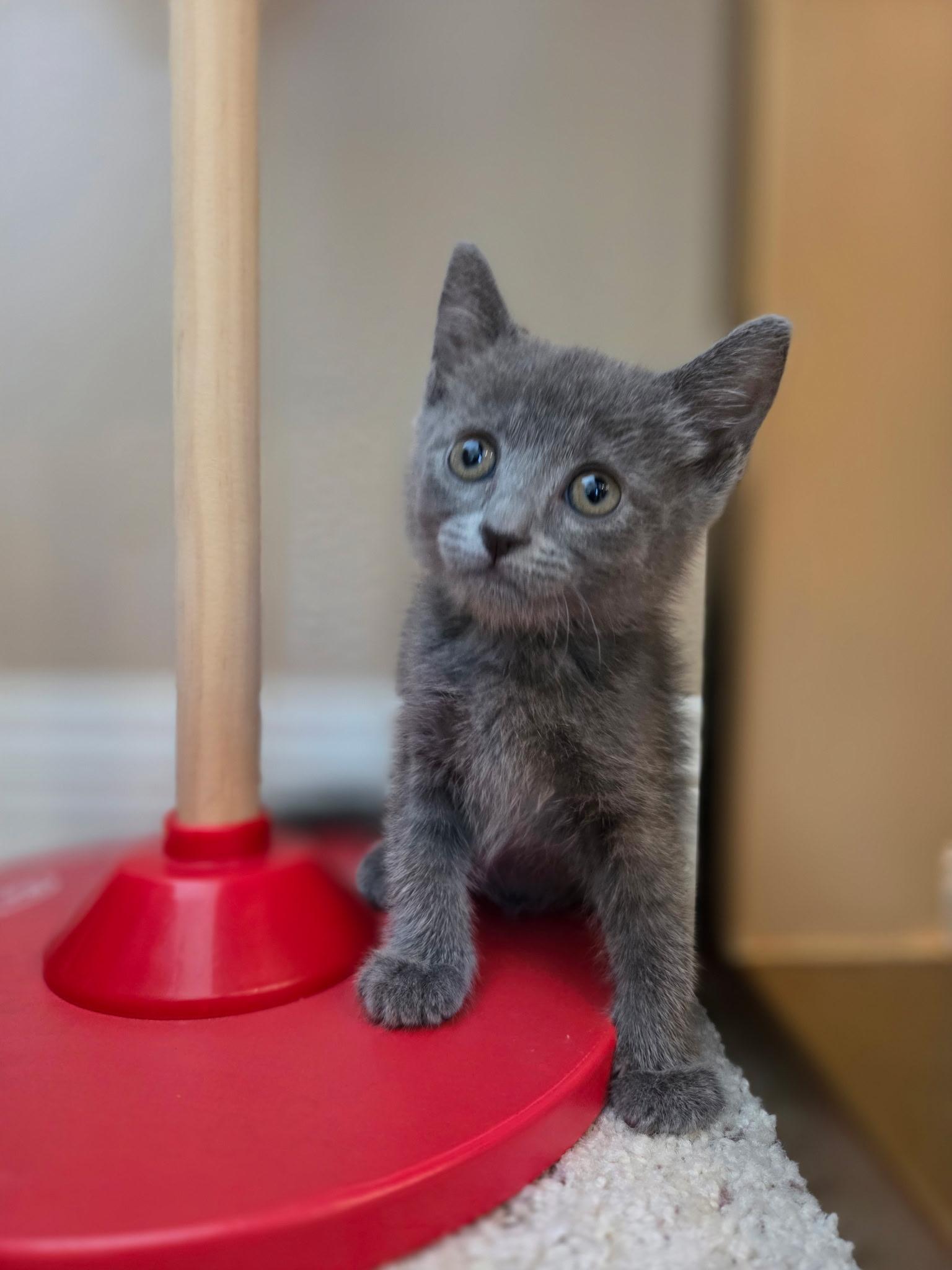 Peppa, an adopted Domestic Short Hair in Santa Ana, CA image 2/2