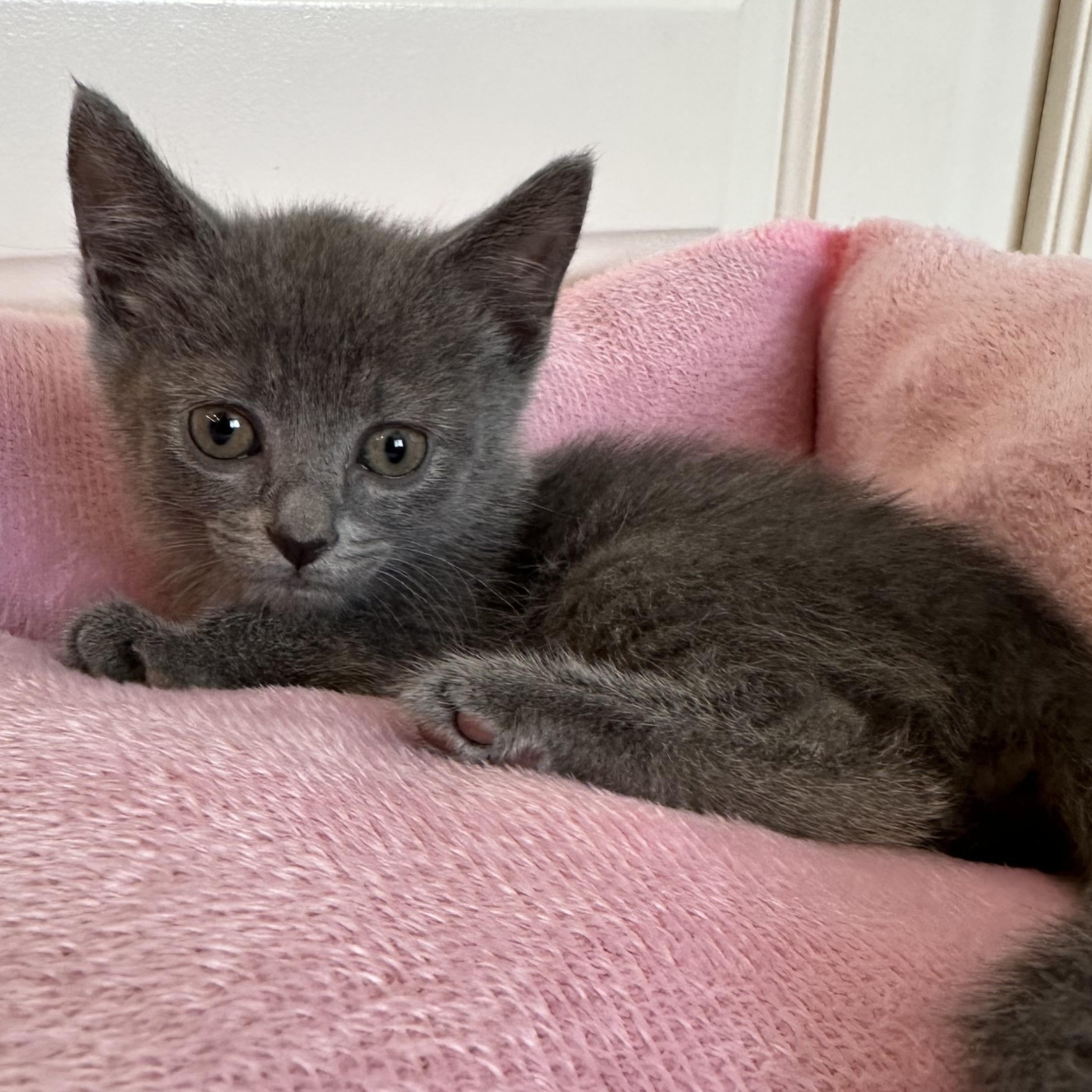 Peppa, adopted, Kitten Female Domestic Short Hair.