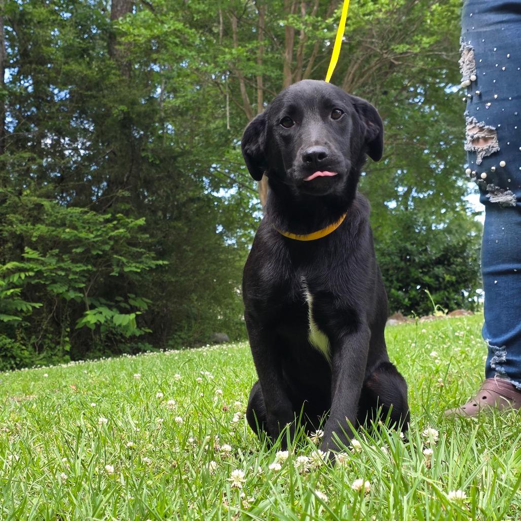 James, Adoptable, Young Male Shepherd & Mixed Breed.