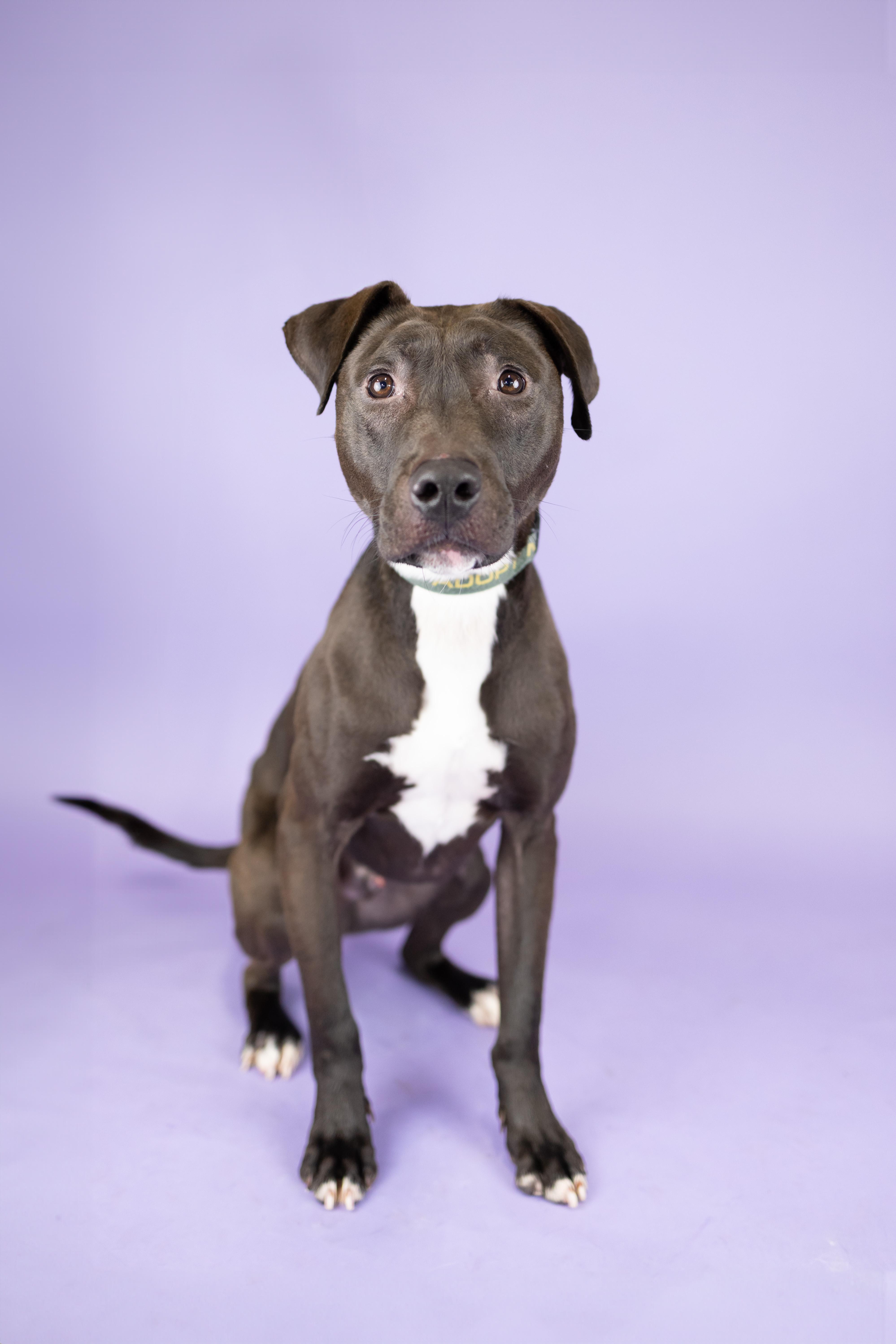 Enlarge Gerald, a Adoptable mixed breed in Portland, OR image 1/2