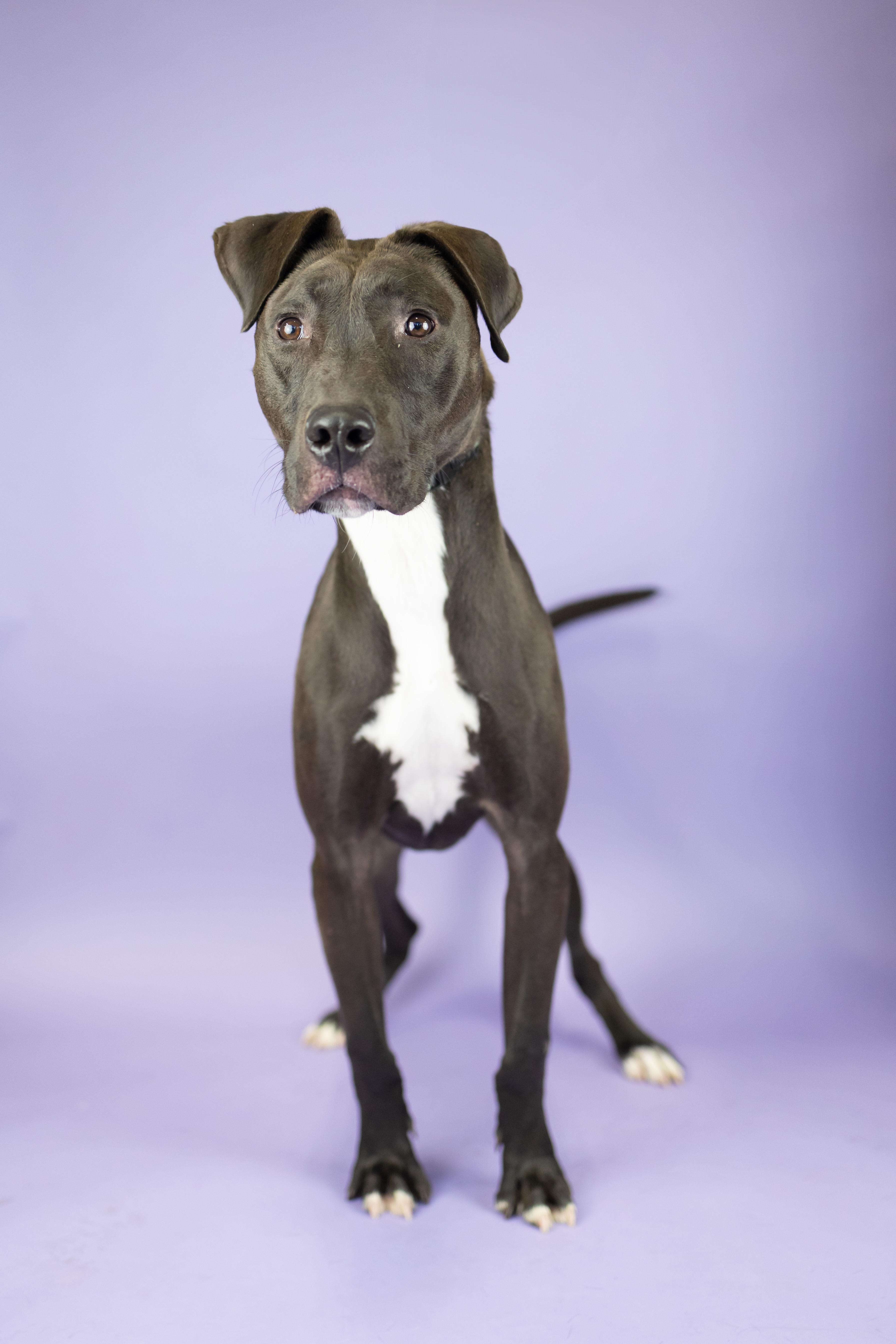Enlarge Gerald, a Adoptable mixed breed in Portland, OR image 2/2