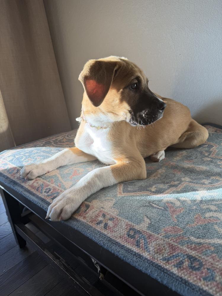 Bert, Adoptable, Puppy Male Great Pyrenees & Boxer.