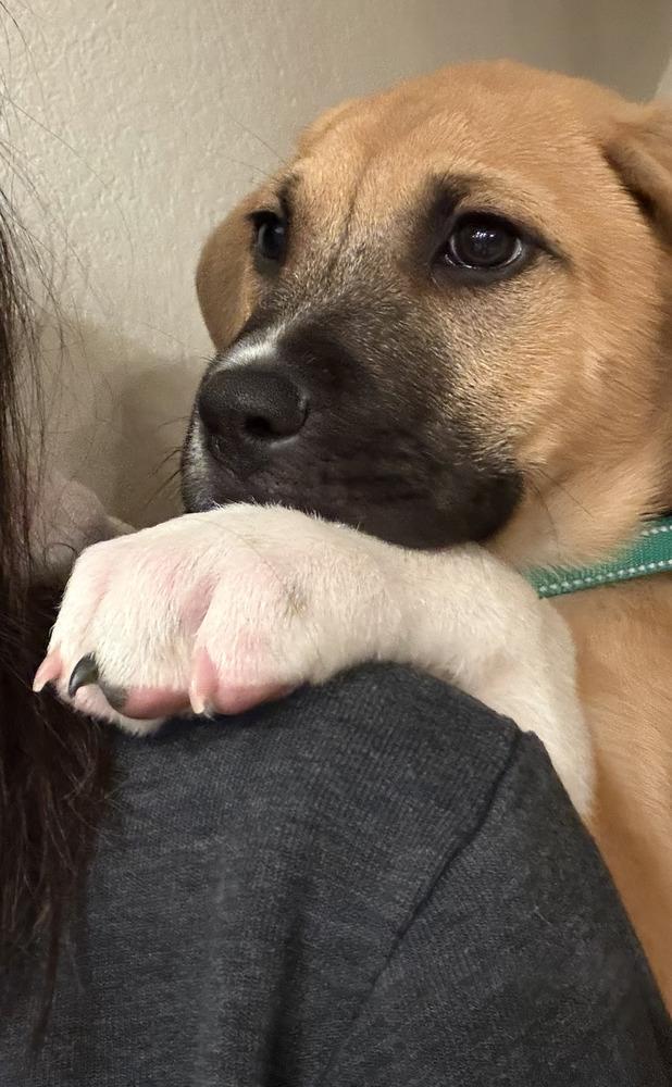 Bert, Adoptable, Puppy Male Great Pyrenees & Boxer.